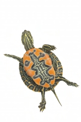 Western Painted turtle on white background