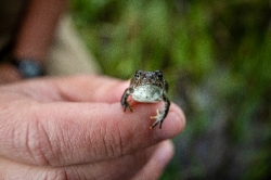 Western Toad resting on hand