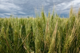 Wheat fields with cloudy sky 2