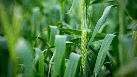 wheat growing in texas