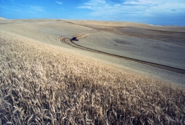 Wheat harvest in field