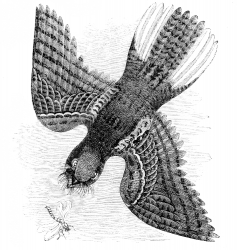 whippoorwill bird illustration