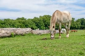 White and Brown horse grazing near stable on farm photo
