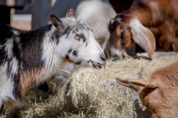 white black brown goat with hay in its mouth image