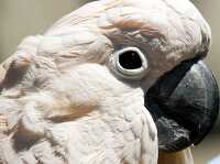 white cockatoo parrot side view closeup