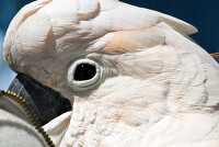 white cockatoo parrot_833_1