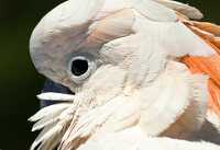 white cockatoo parrot_837_1