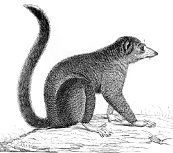white footed lemur illustration
