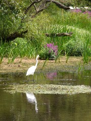 White heron wading in the wetlands in Ironia New Jersey