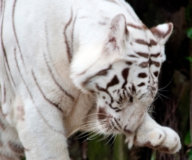 White Tiger Singapore Zoo White Tiger licking front paw