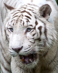 White Tiger Singapore Zoo White Tiger shows teeth