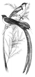 widow engraved bird illustration