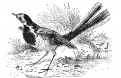 wigtail bird illustration