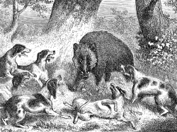 wild boar at bay illustration