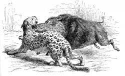 Wild Boar Attacking a Panther Historical Illustration