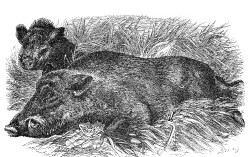 wild boars illustration