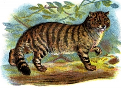 Wild Cat Color Illustration