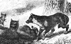 wolf pack illustration