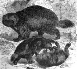 wolverine animal historical illustration