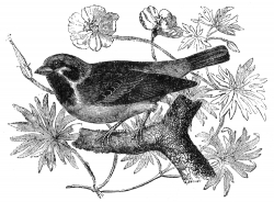 wood sparrow engraved bird illustration