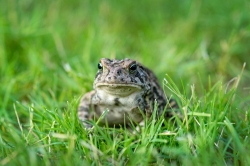 Woodhouse Toad front View Photo