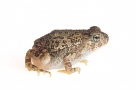 Woodhouse toad on white background