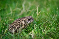 Woodhouse Toad Side View in grass Tennessee Photo