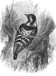 woodpecker engraved bird illustration