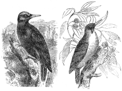 woodpecker engraved bird illustration