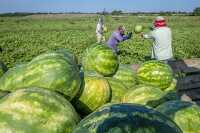 Workers harvest watermelon