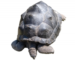 worlds largest tortoise galapagos photo white background
