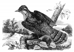 wry neck engraved bird illustration