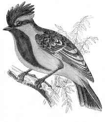 xanthogenys engraved bird illustration