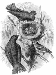 yellow engraved bird illustration