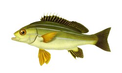 yellow orange black fins fish illustration clipart