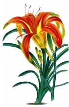 yellow orange lilly flower illustration