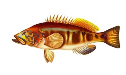 yellow orange red brown fish illustration clipart