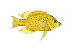 yellow red fish illustration clipart