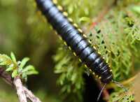 yellow spotted millipede on plant