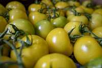 Yellow tomatoes fresh