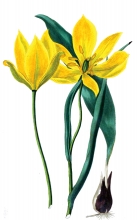 yellow tulip flower illustration