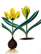 yellow tulips with bulbs flower illustration