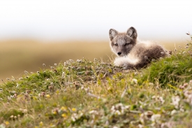 young Arctic fox on hillside