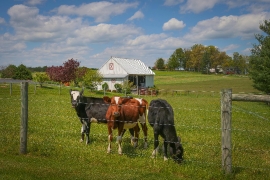 Young cattle graze on farm in maryland