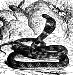 young giant cobra bw animal illustration