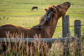 young horse near fencepost montana
