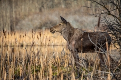 young moose in grass