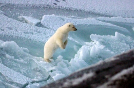 young polar bear stands up artic circle 003