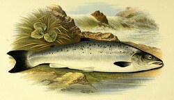 young salmon fish clipart illustration