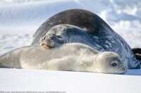 young seal pup and mother seal